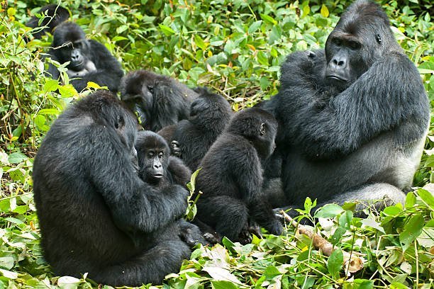 Can technology play a role in improving gorilla rescue and monitoring efforts?