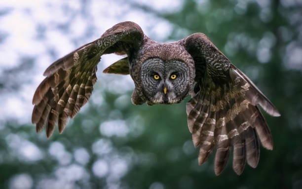 Which organizations specialize in owl rescue and rehabilitation efforts?