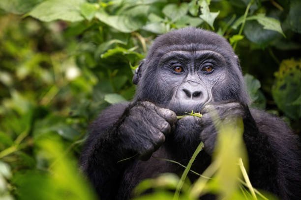 Which organizations are leading the way in gorilla rescue and rehabilitation?