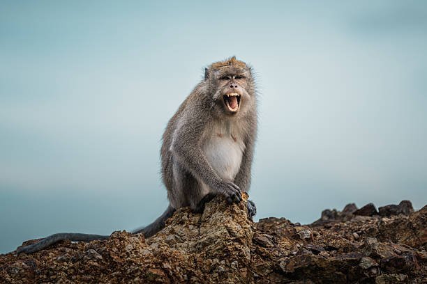 How can I support and donate to monkey rescue organizations?