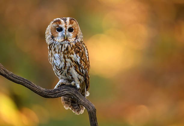 How do owl rescuers ensure the successful reintegration of healed owls into the wild?